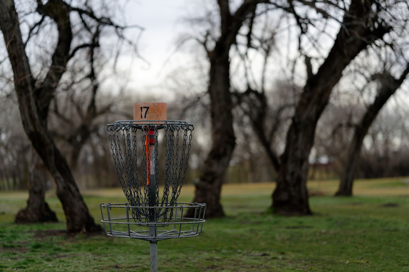 Basket seventeen standing among bare cottonwoods on a grey afternoon