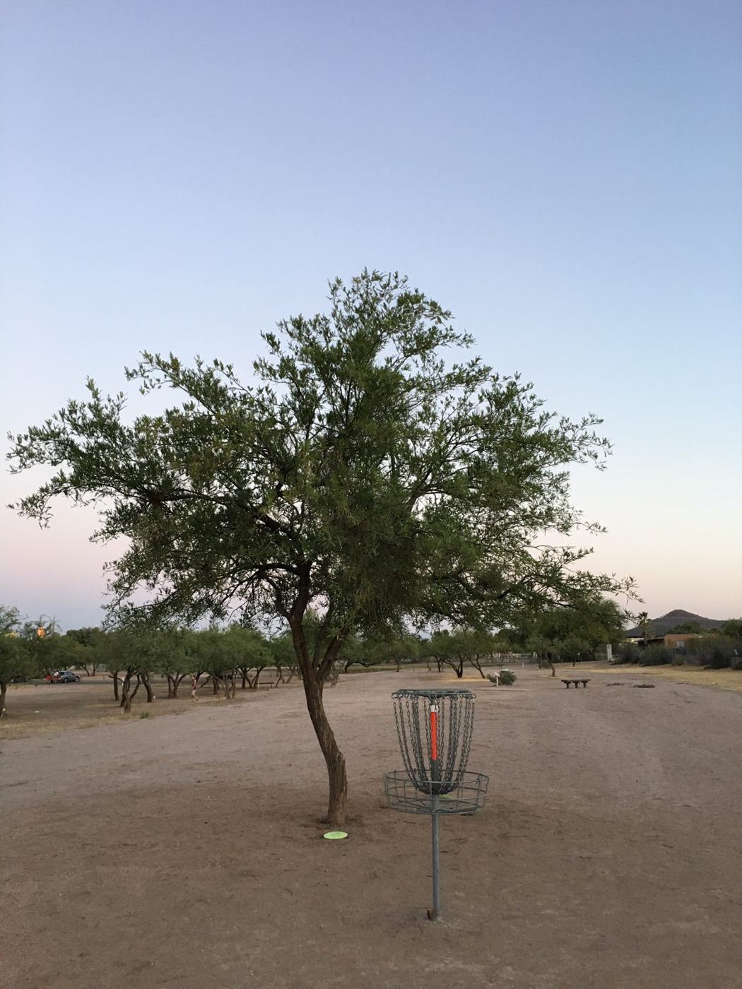 Desert basket under a lone tree at dusk
