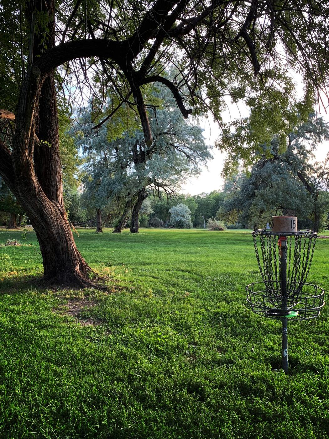Basket on lush green grass under an old tree