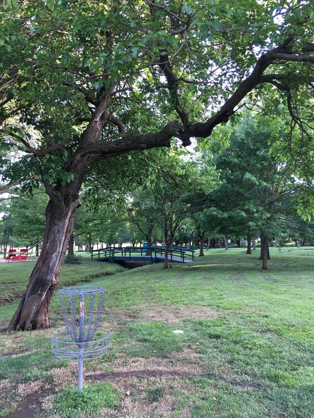 Basket beneath a huge gnarled oak
