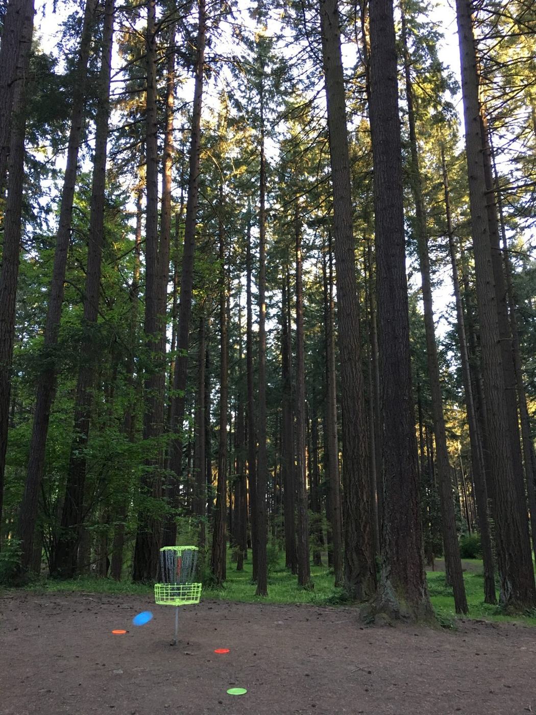Basket deep in tall pines