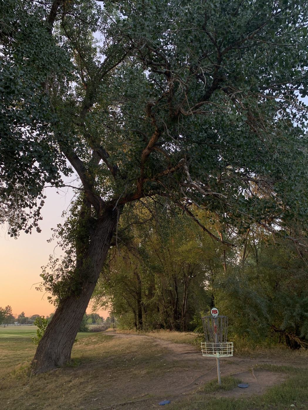 Sunset behind a tree with a distant basket